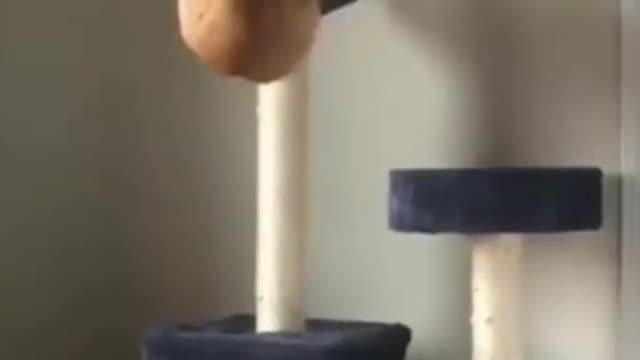 🐱 Cute cats 🐱 Funny cats | The most crazy and funniest cats #shorts #cats
