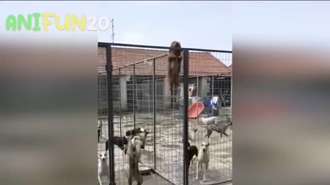 Funny animals video.. Cats and dogs🐶🐩 so funny animals
