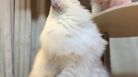 Two cat playing