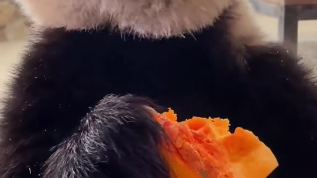 Panda bear eating watermelon