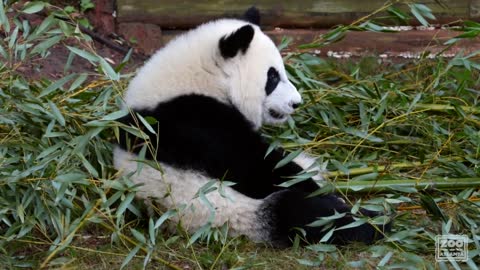 Panda Cubs Ya Lun and Xi Lun: November 2017