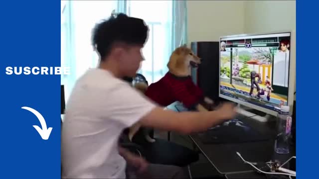 Funny Gamer Dog