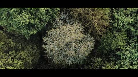 The Forest _ Cinematic Drone Footage_3