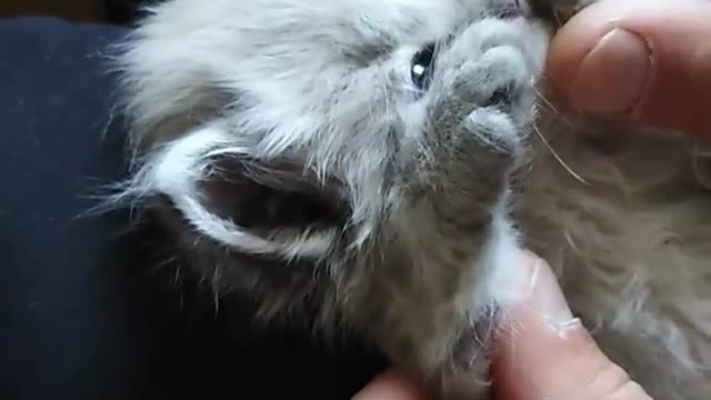 Cute cat makes people happy