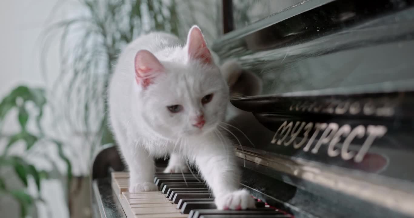 A Cat Walking Over The Piano Keyboard