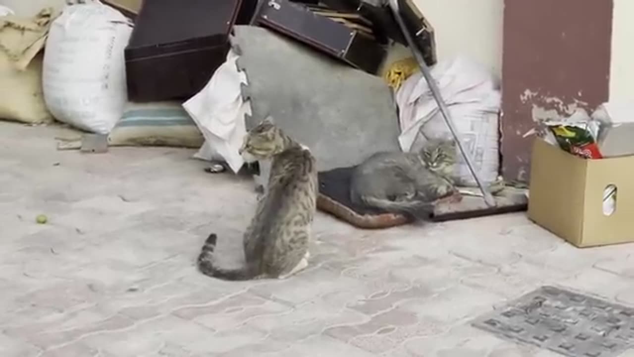 Cats love and sex time