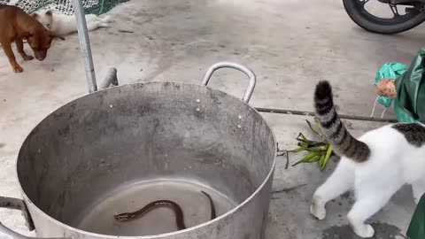 Cats funny moments 🤣