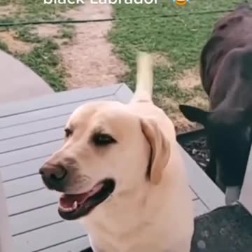 hey let us in i gotta save my cow friend from becoming a burger