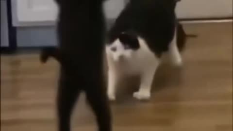 Cats Playing WWE Compilation