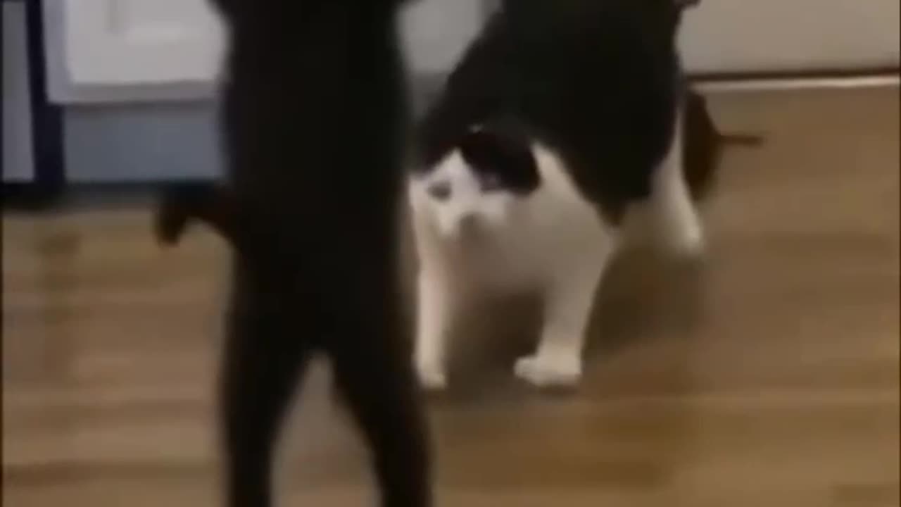 Cats Playing WWE Compilation