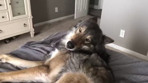 Husky v Grump