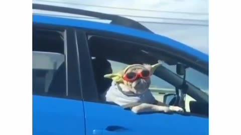 Pawsome Laughter: Funniest Dog Antics & Goofy Puppy Fails!