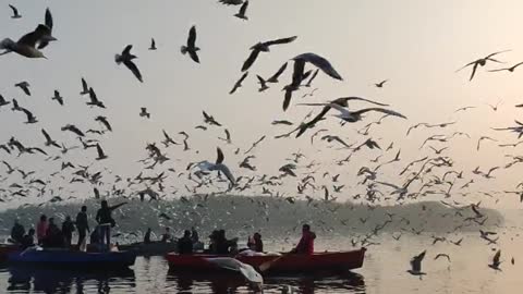 Birds and Sunset