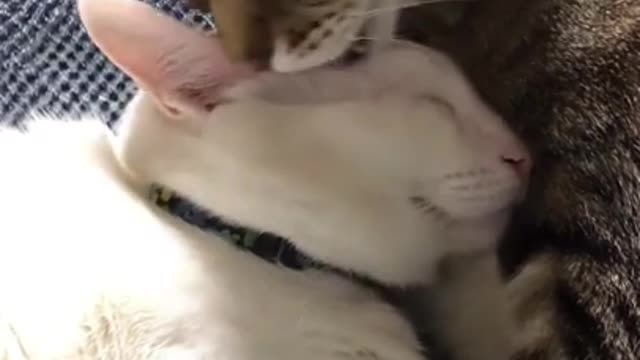 cute cat shorts❤#shorts #cutecat