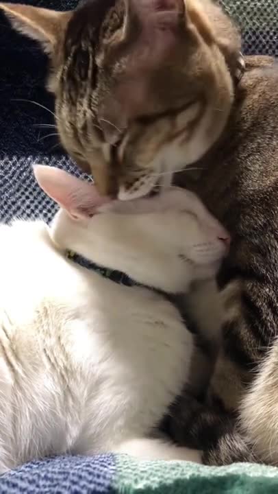 cute cat shorts❤#shorts #cutecat