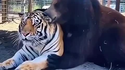 A bear licks a tiger