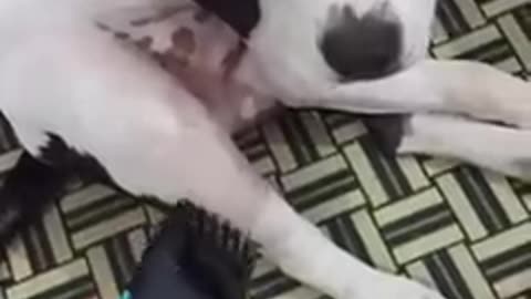 Funny video cute dog