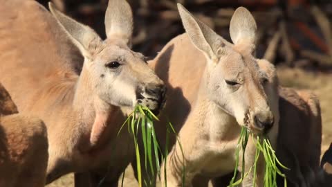 The kangaroo