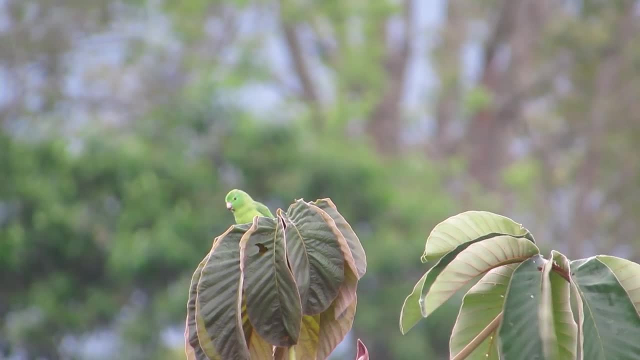 small parrot on the tree. #parrot