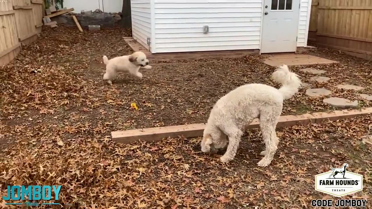 Baby Dogs fun