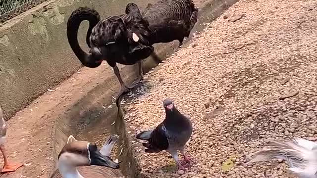 Cherish the healthy black goose