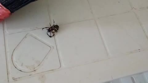Spider