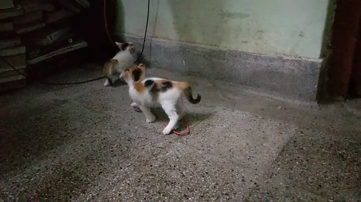 Kitten at play
