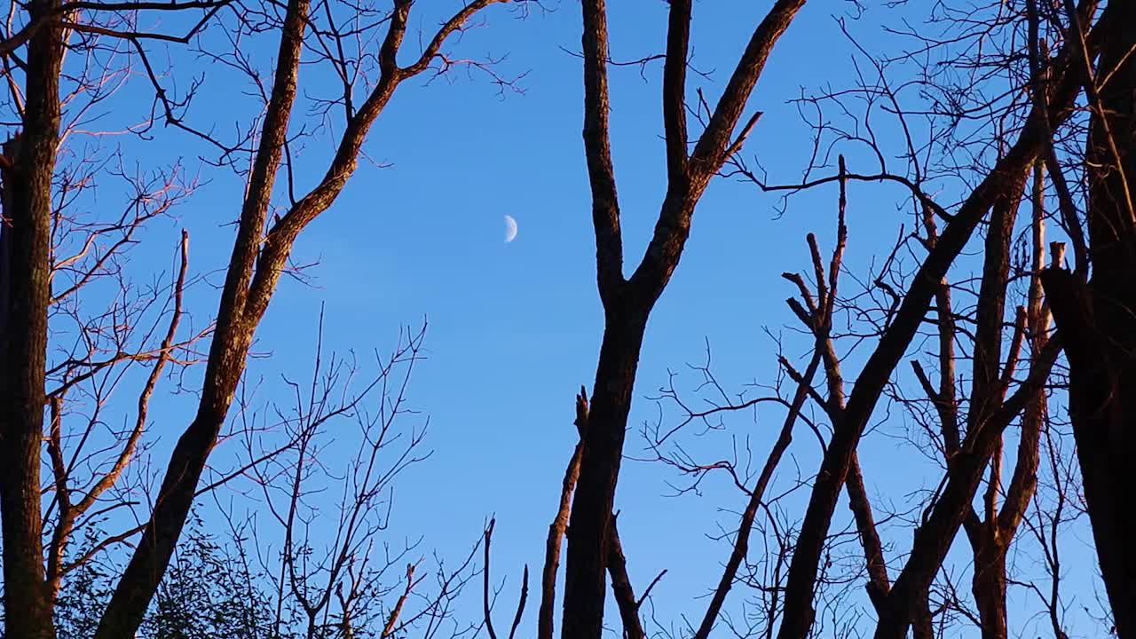 Starling Birds Migrating Against the Moon - Nature Clip