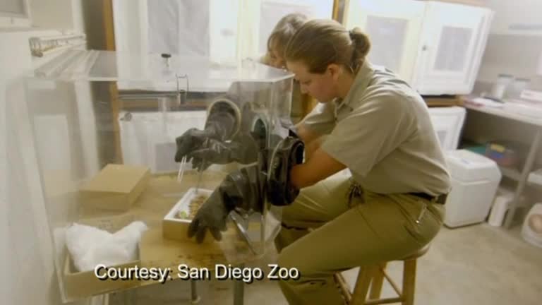 Rare rescued butterflies get new home at San Diego Zoo