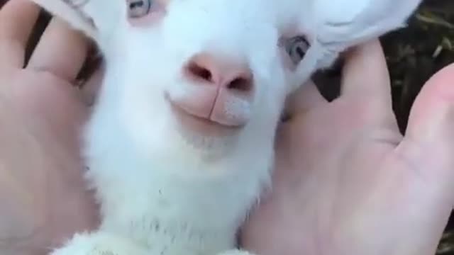 Funny Animals!!