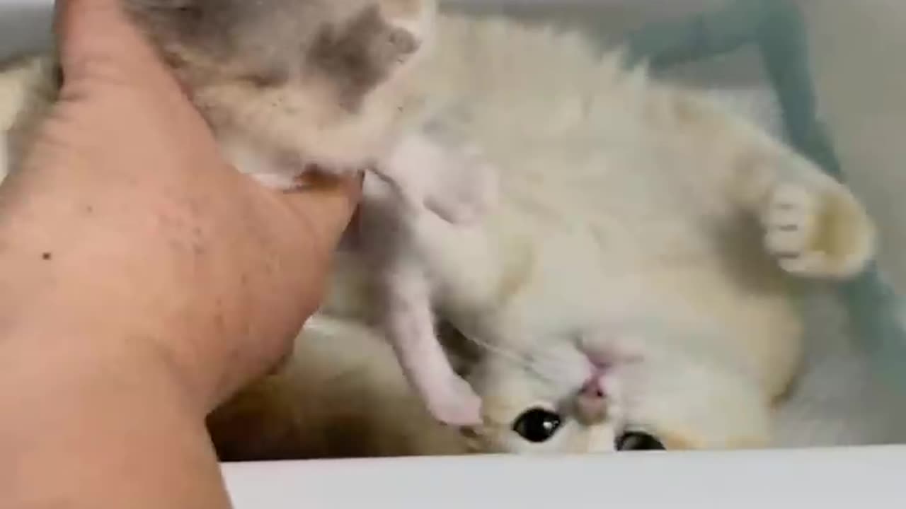 Mother Cat's Intense Gaze_ Witnessing the Love and Concern of a First-Time Mother