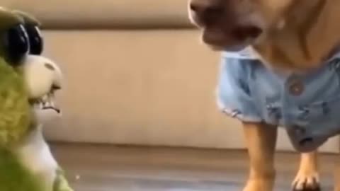 Funny angry dog