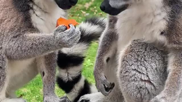 lemurs