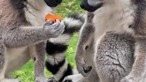 lemurs