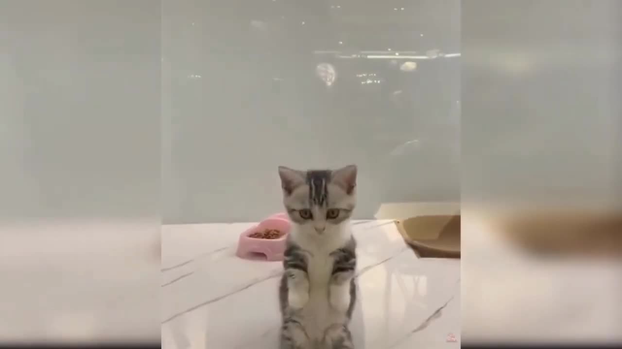 Best funny animal videos of the 2023
