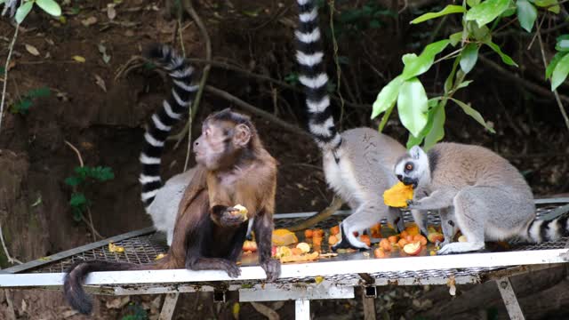 Funny monkey 🙈 eating videos