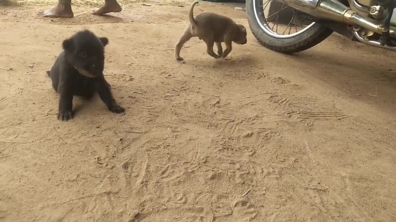 Kid and Small Dog player #By @eourtrih video #Dog family.