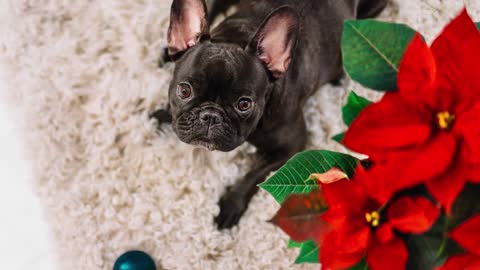 VERIFY No, poinsettias aren't deadly to pets