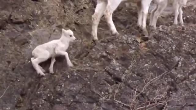 Amazing Eagle Catch Baby Mountain Goat #Wildlife #Animals #WoaVideos #WoaAnimals