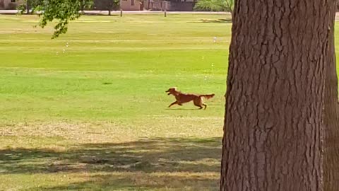 Golden Retriever Chases Bubbles