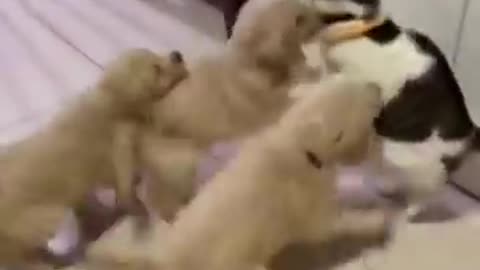 Kitten attack by 10 Cute Puppies