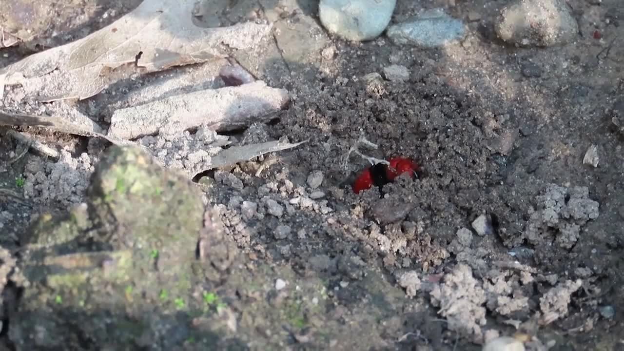 Aha Nature Moments_ Red Velvet Ant_3