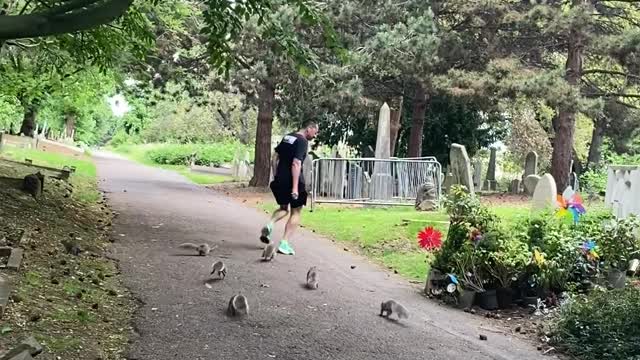 Squirrels Chase Jogger for His Nuts