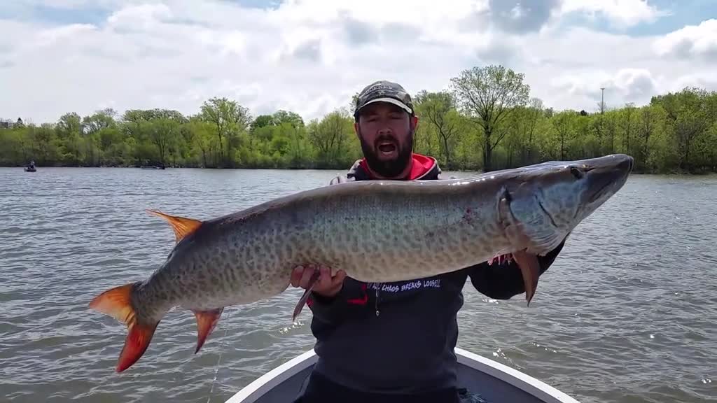 Giant River Musky