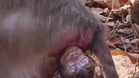 Monkey get baby