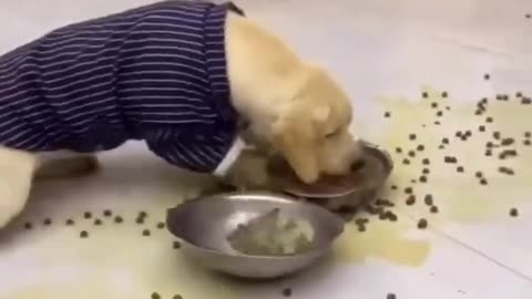 Cat and dog funny video