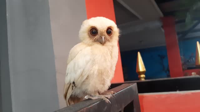 Cute Owl