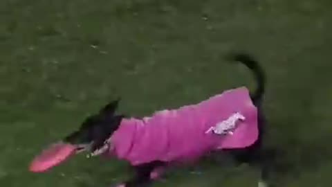 World Record Longest Catch By A Dog At Sports Event.