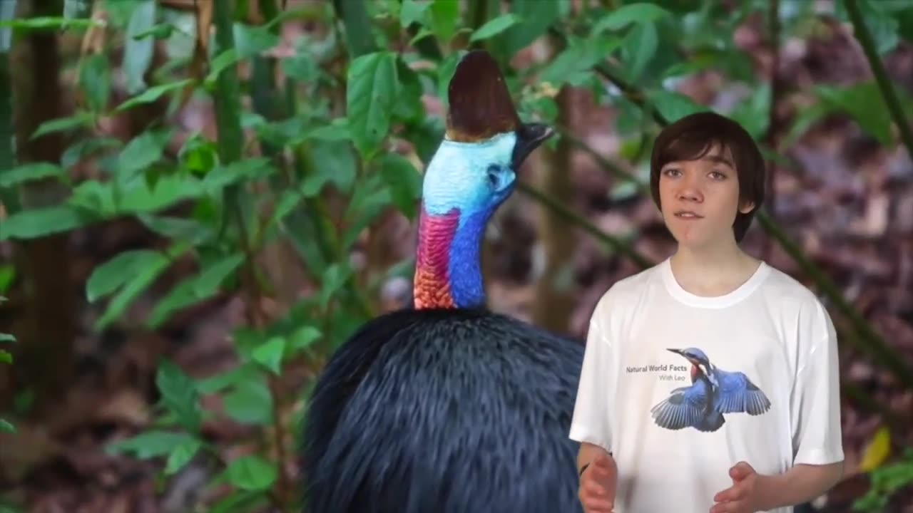 Discovering the Cassowary: Fascinating Insights and Information