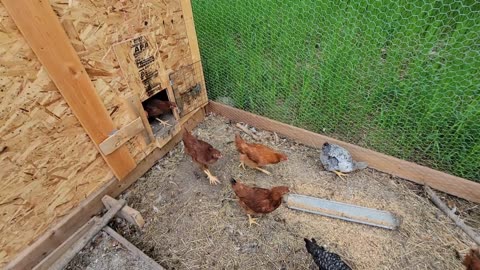 Last year's chicks